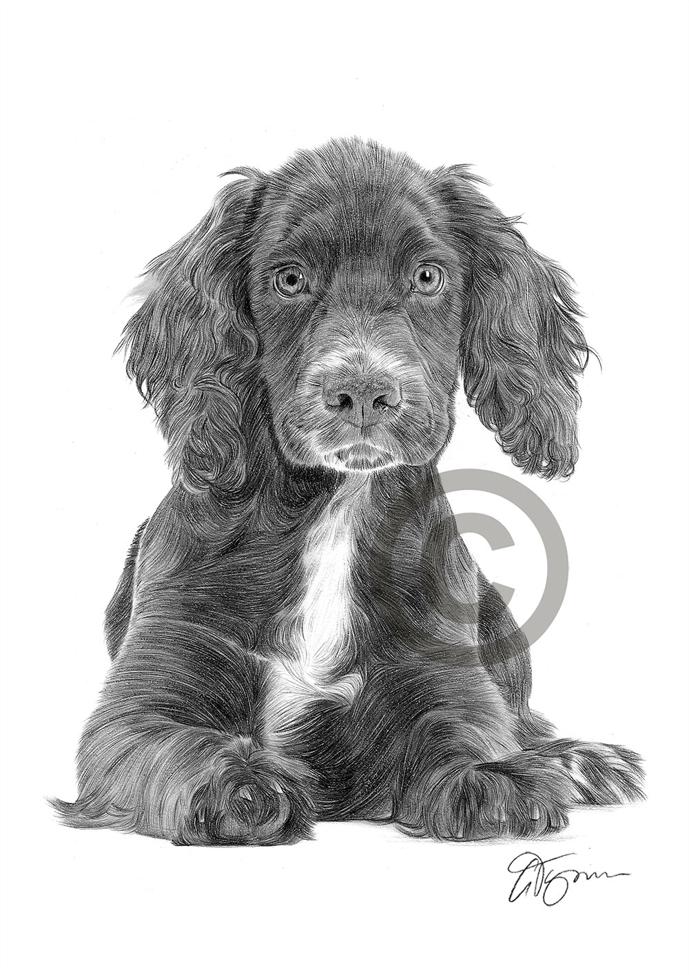 Pencil drawing of a Cocker Spaniel puppy by artist Gary Tymon