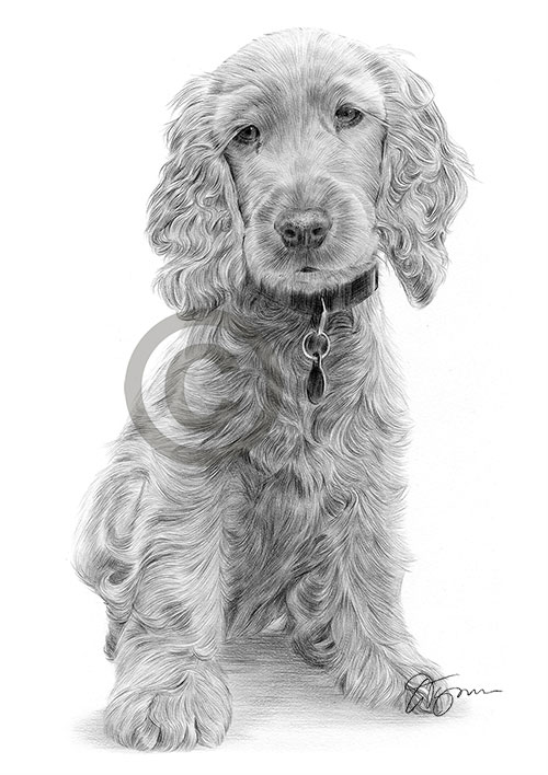 Pencil drawing of a young Cocker Spaniel puppy