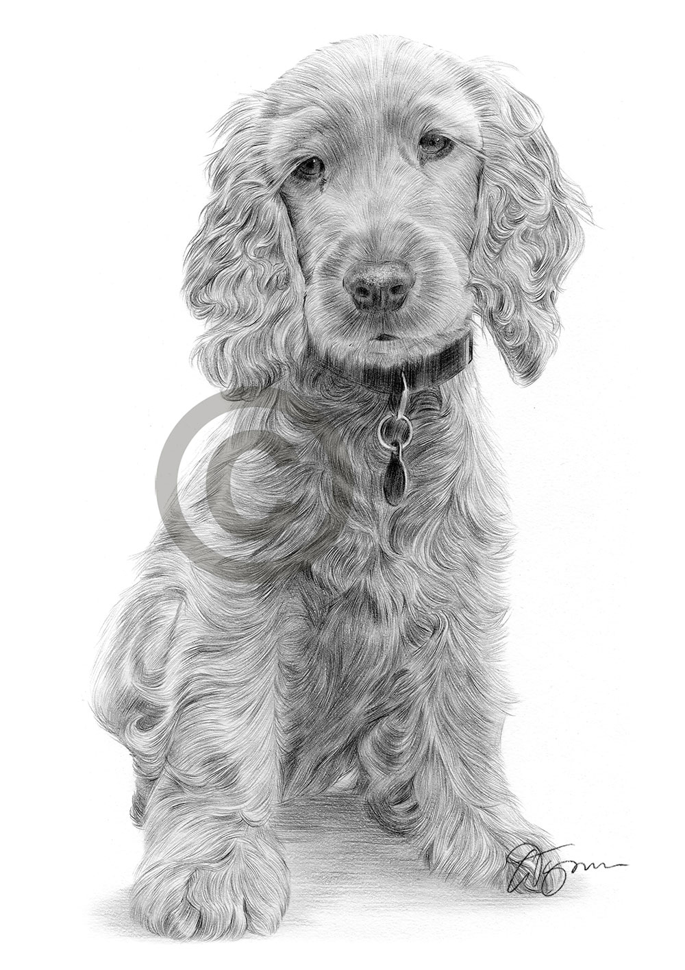Pencil drawing of a young Cocker Spaniel puppy by artist Gary Tymon