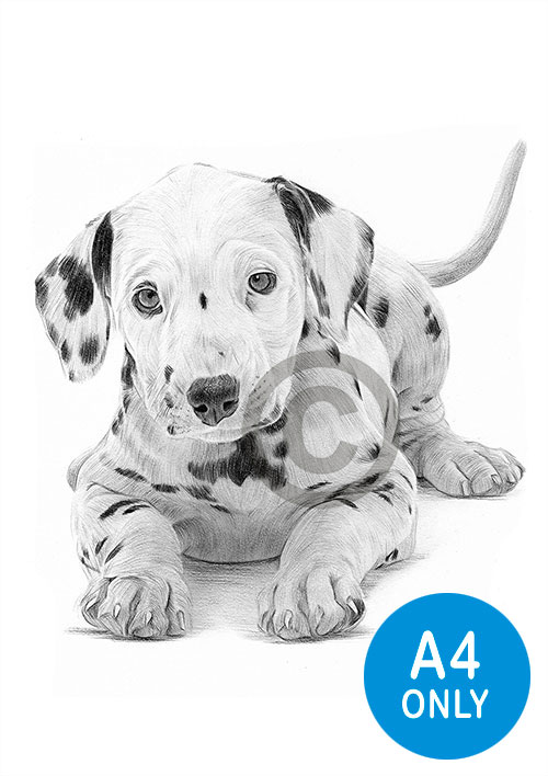 Pencil drawing of a Dalmation puppy