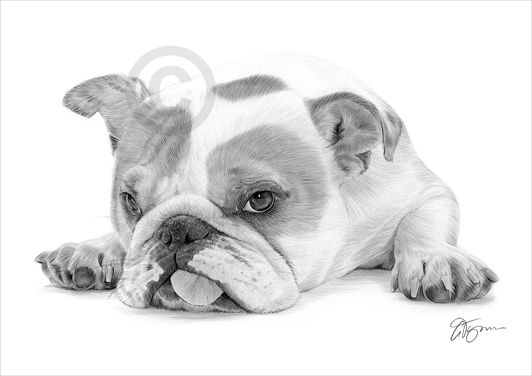 Pencil drawing of a young English Bulldog puppy by artist Gary Tymon