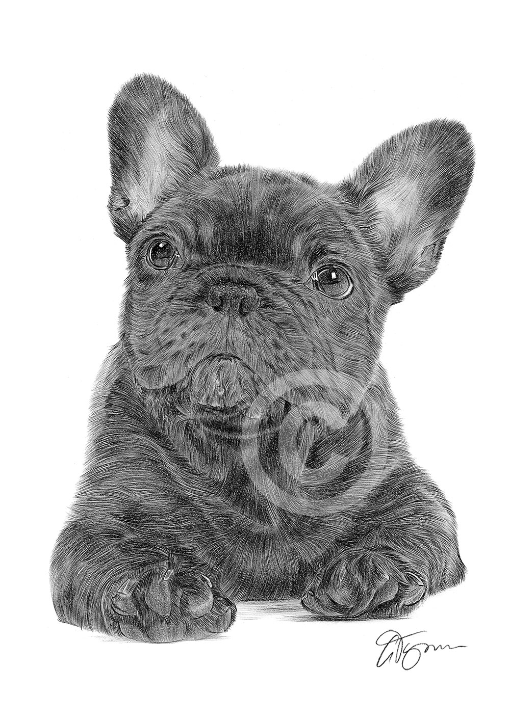 Pencil drawing of a French Bulldog puppy by artist Gary Tymon