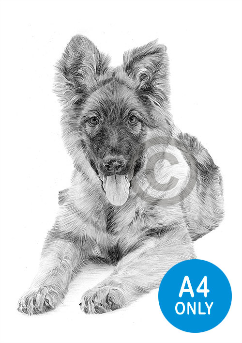 Pencil drawing of a German Shepherd puppy