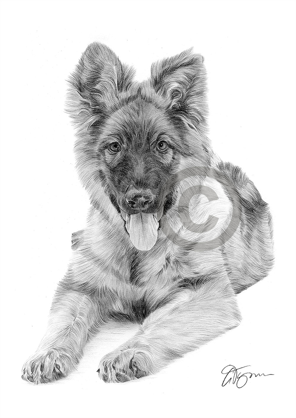 Pencil drawing of a German Shepherd puppy by artist Gary Tymon