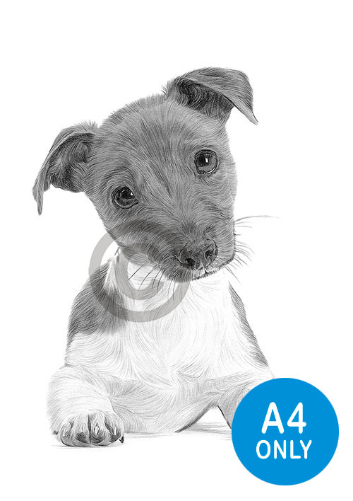 Pencil drawing of a Jack Russell Terrier puppy