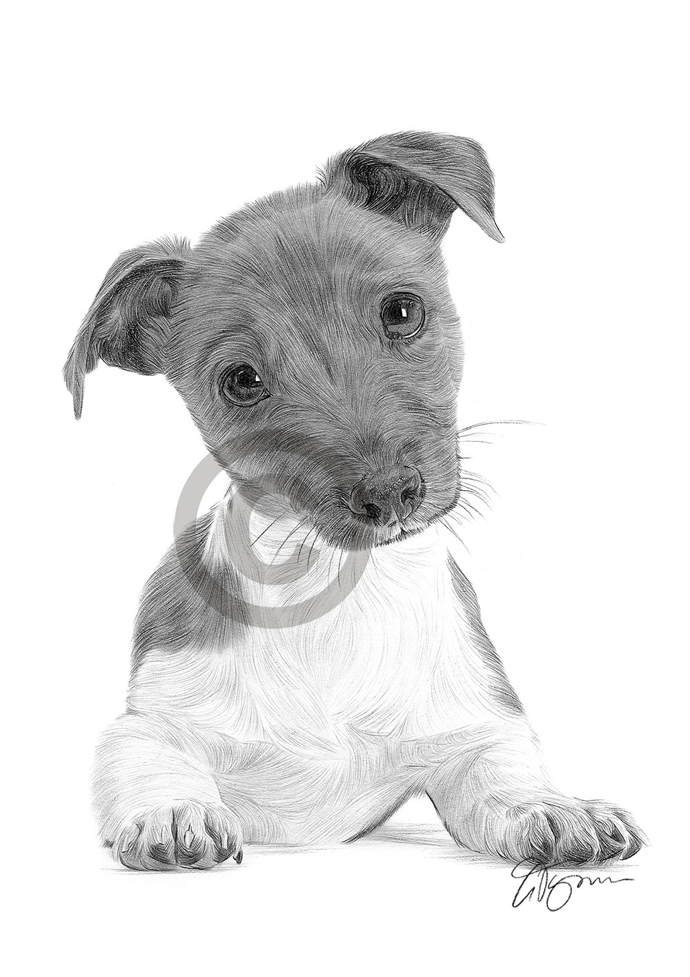 Pencil drawing of a Jack Russell Terrier puppy by artist Gary Tymon