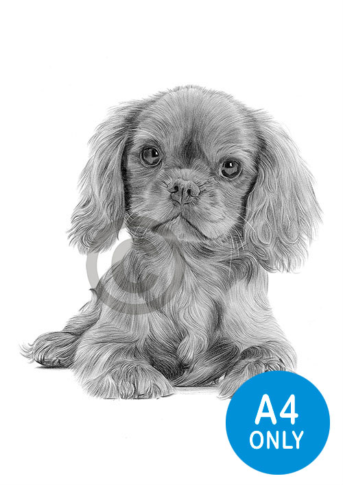 Pencil drawing of a King Charles Spaniel puppy