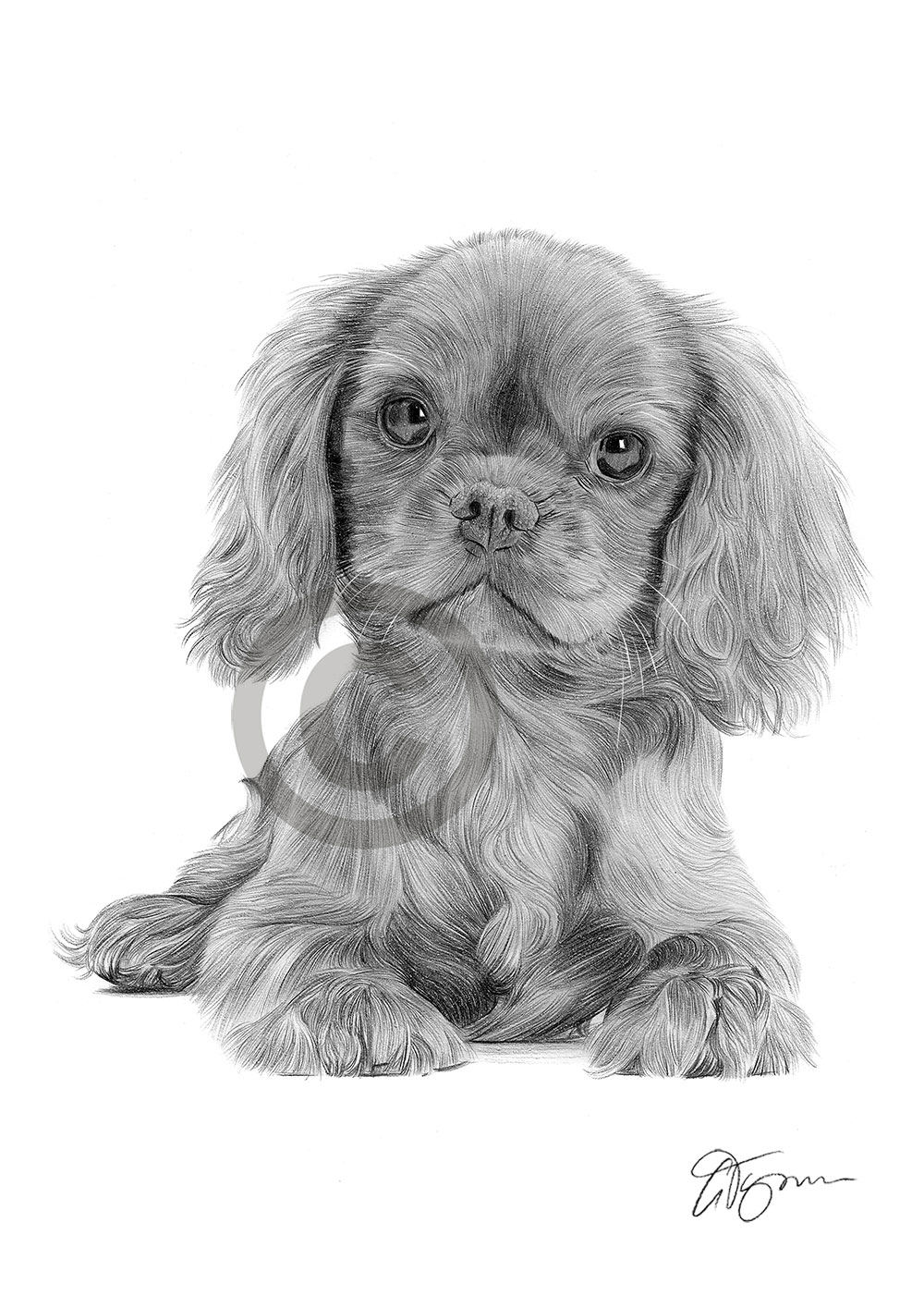 Pencil drawing of a King Charles Spaniel puppy by artist Gary Tymon