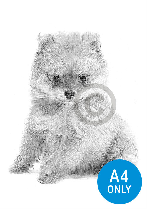 Pencil drawing of a Pomeranian puppy