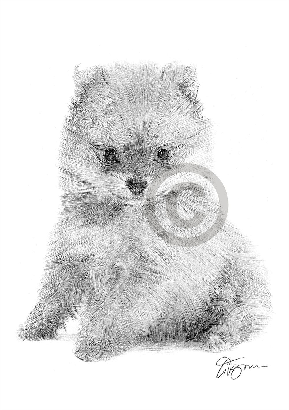 Pencil drawing of a Pomeranian puppy by artist Gary Tymon