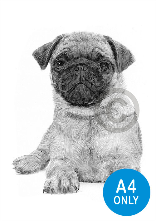 Pencil drawing of a Pug puppy