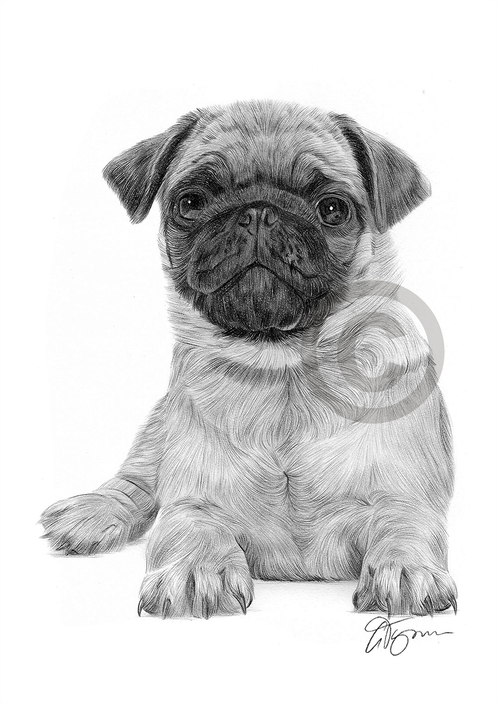 Pencil drawing of a Pug puppy by artist Gary Tymon