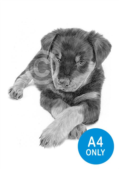 Pencil drawing of a Rottweiler puppy