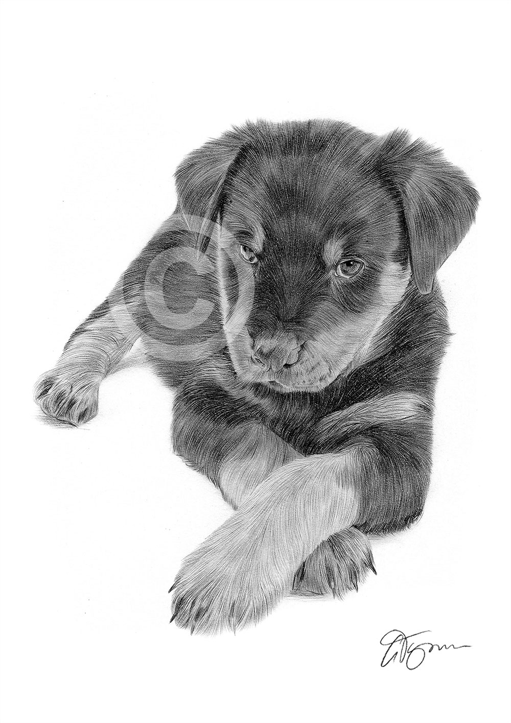 Pencil drawing of a Rottweiler puppy by artist Gary Tymon