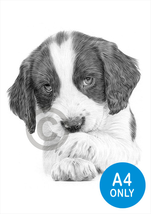 Pencil drawing of a Springer Spaniel puppy