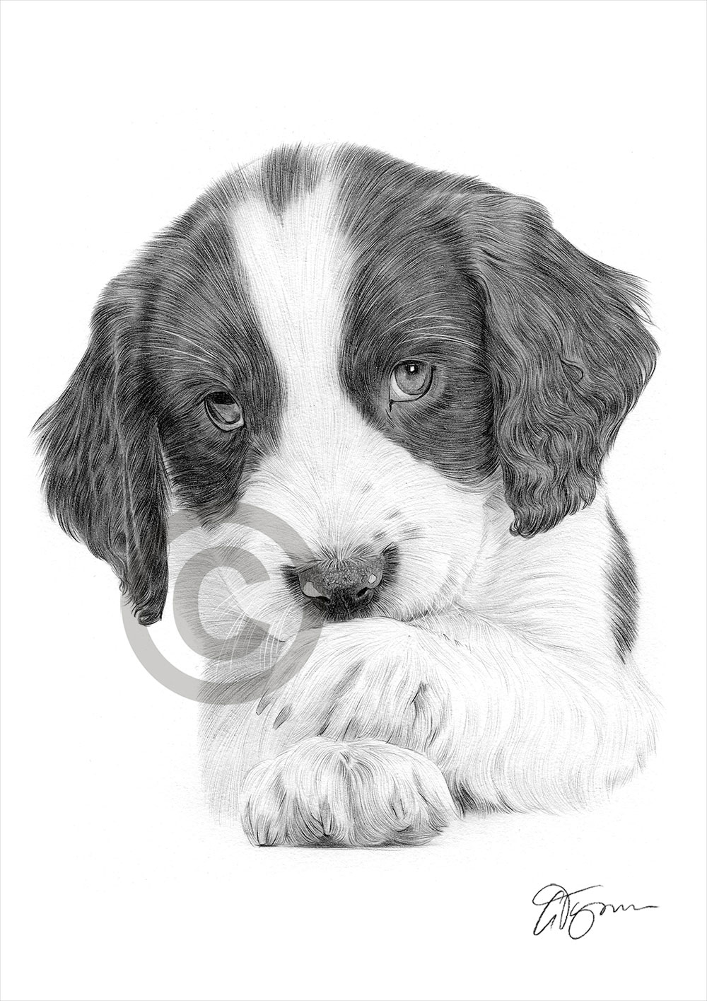 Pencil drawing of a Springer Spaniel puppy by artist Gary Tymon