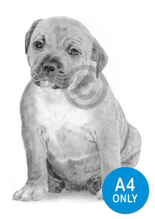 Pencil drawing of a Staffordshire Bull Terrier puppy