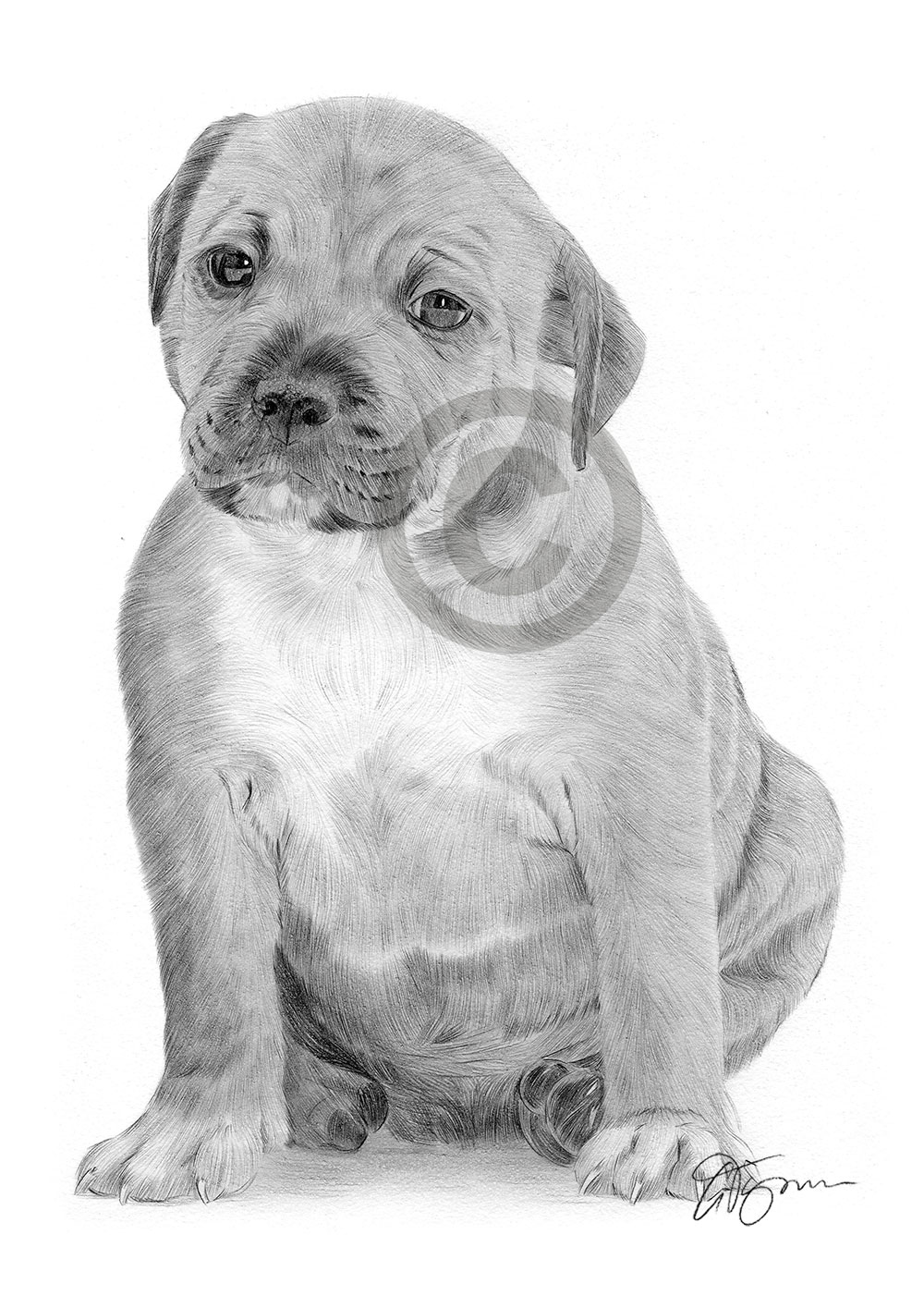 Pencil drawing of a Staffordshire Bull Terrier puppy by artist Gary Tymon