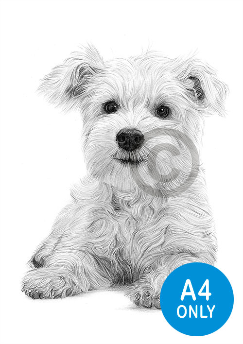 Pencil drawing of a West Highland White Terrier puppy