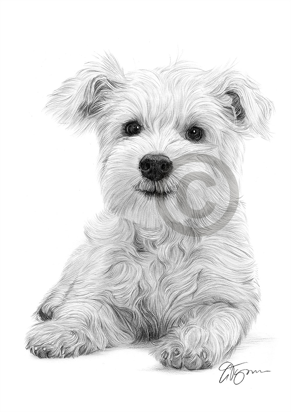 Pencil drawing of a West Highland White Terrier puppy by artist Gary Tymon