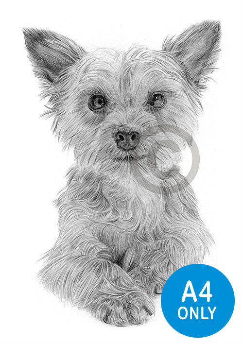 Pencil drawing of a Yorkshire Terrier puppy