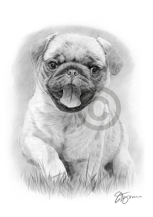Pencil drawing of a Pug puppy running