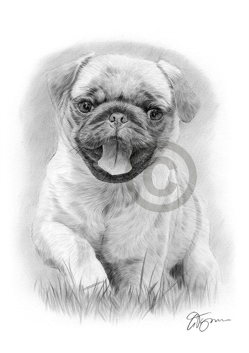 Pencil drawing of a Pug puppy running by artist Gary Tymon