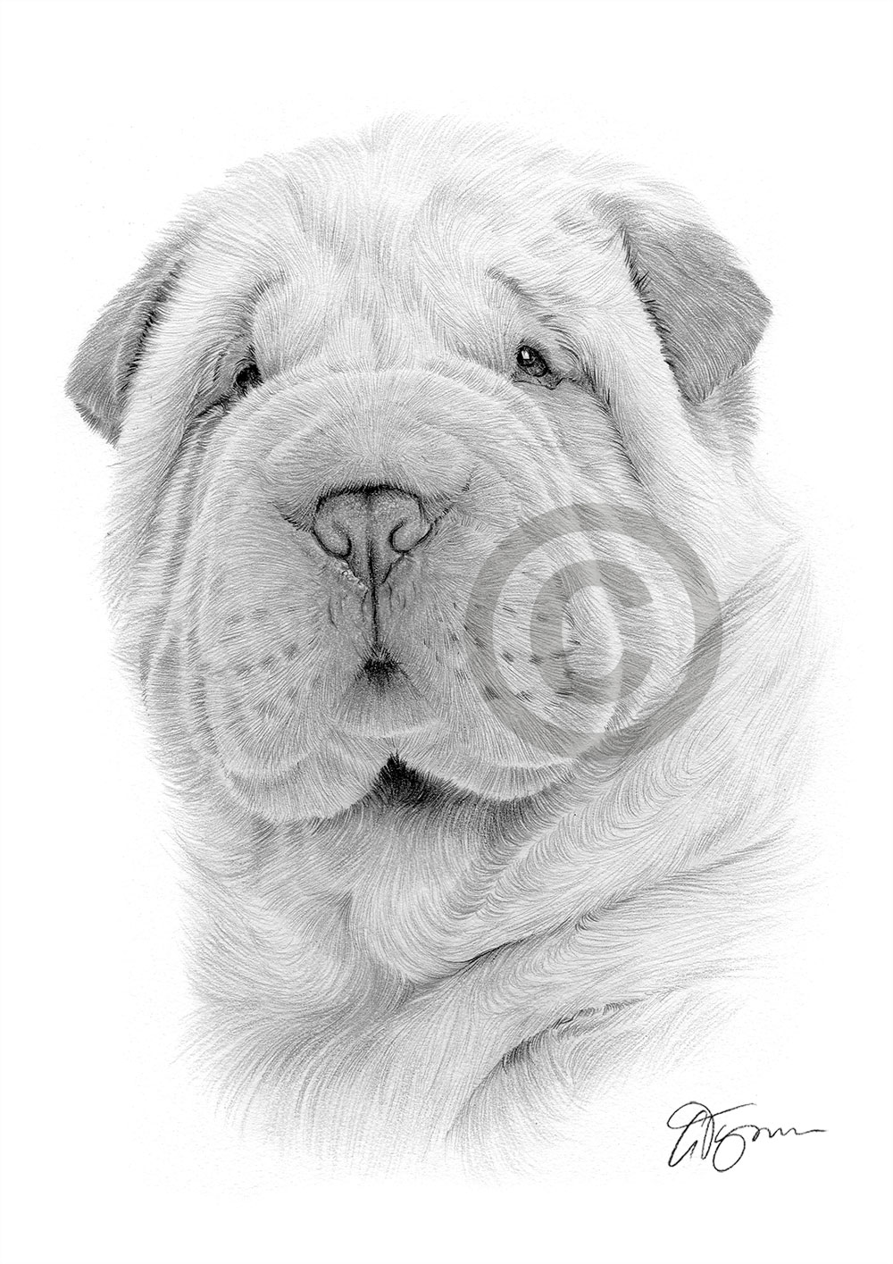 Pencil drawing of a Shar Pei puppy by artist Gary Tymon