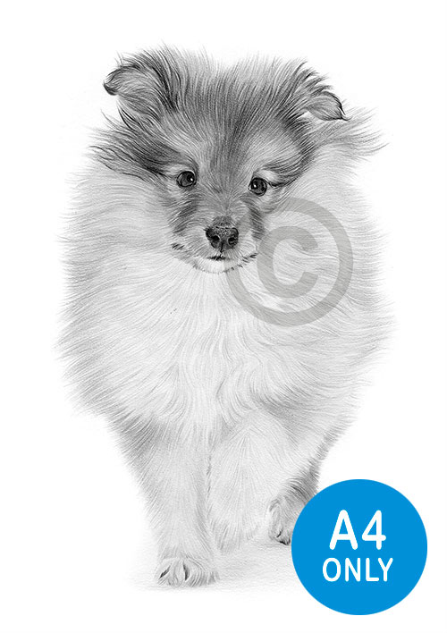 Pencil drawing of a Sheltie puppy