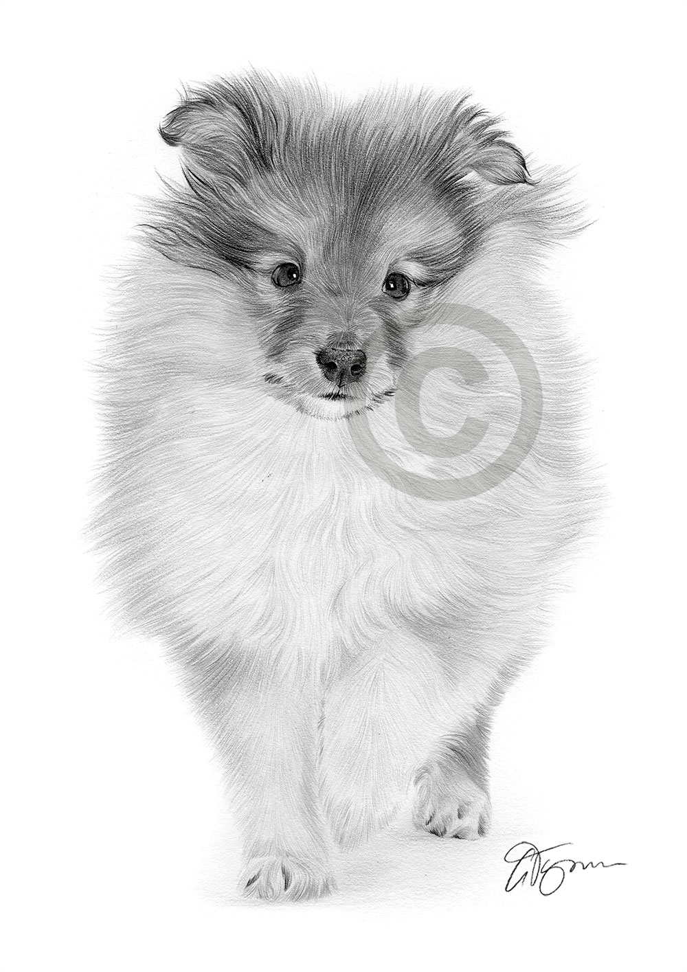 Pencil drawing of a Sheltie puppy by artist Gary Tymon
