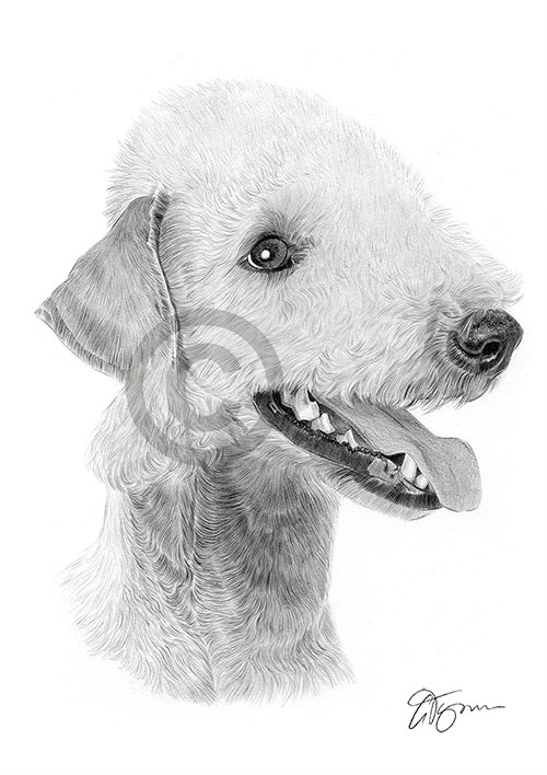 Pencil drawing of a bedlington terrier