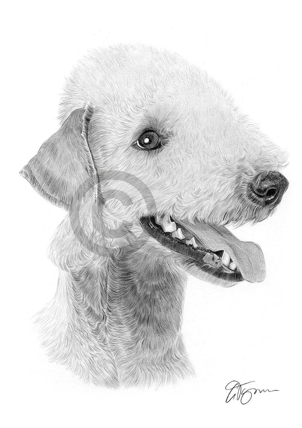 Pencil drawing of a bedlington terrier by artist Gary Tymon