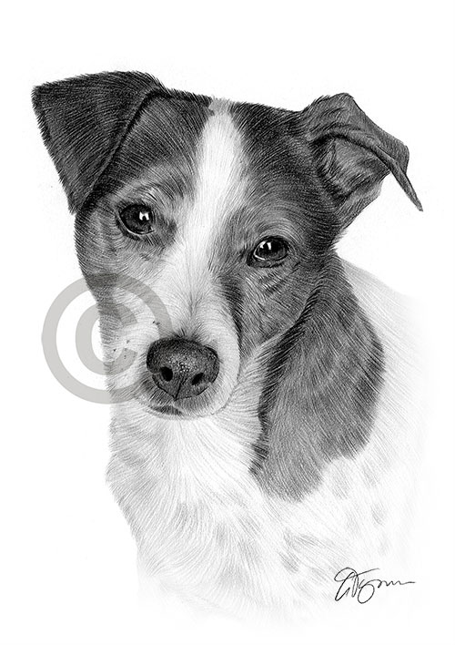 Pencil drawing of a young jack russell terrier