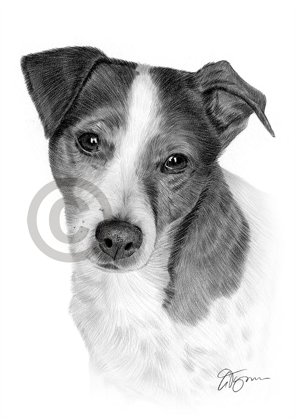 Pencil drawing of a young jack russell terrier by artist Gary Tymon