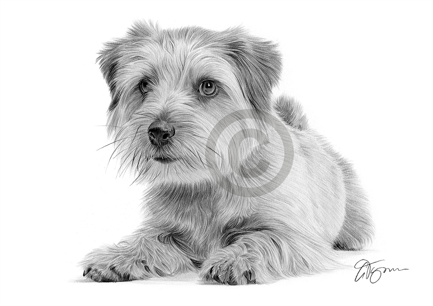 Pencil drawing of a Norfolk terrier by artist Gary Tymon