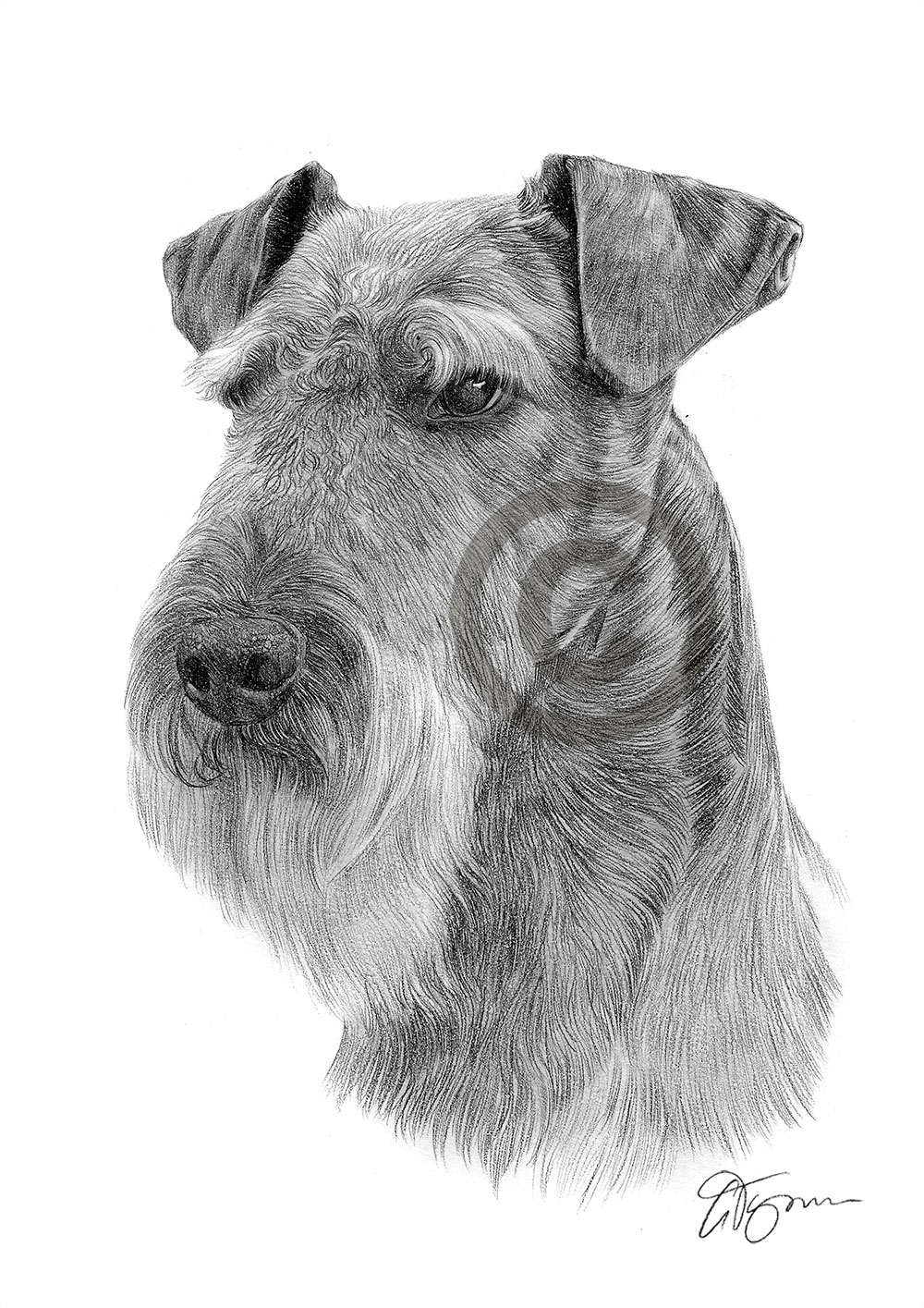 Pencil drawing of an airedale terrier by artist Gary Tymon
