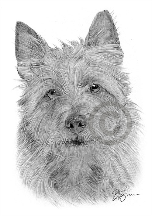 Pencil drawing of an Australian terrier