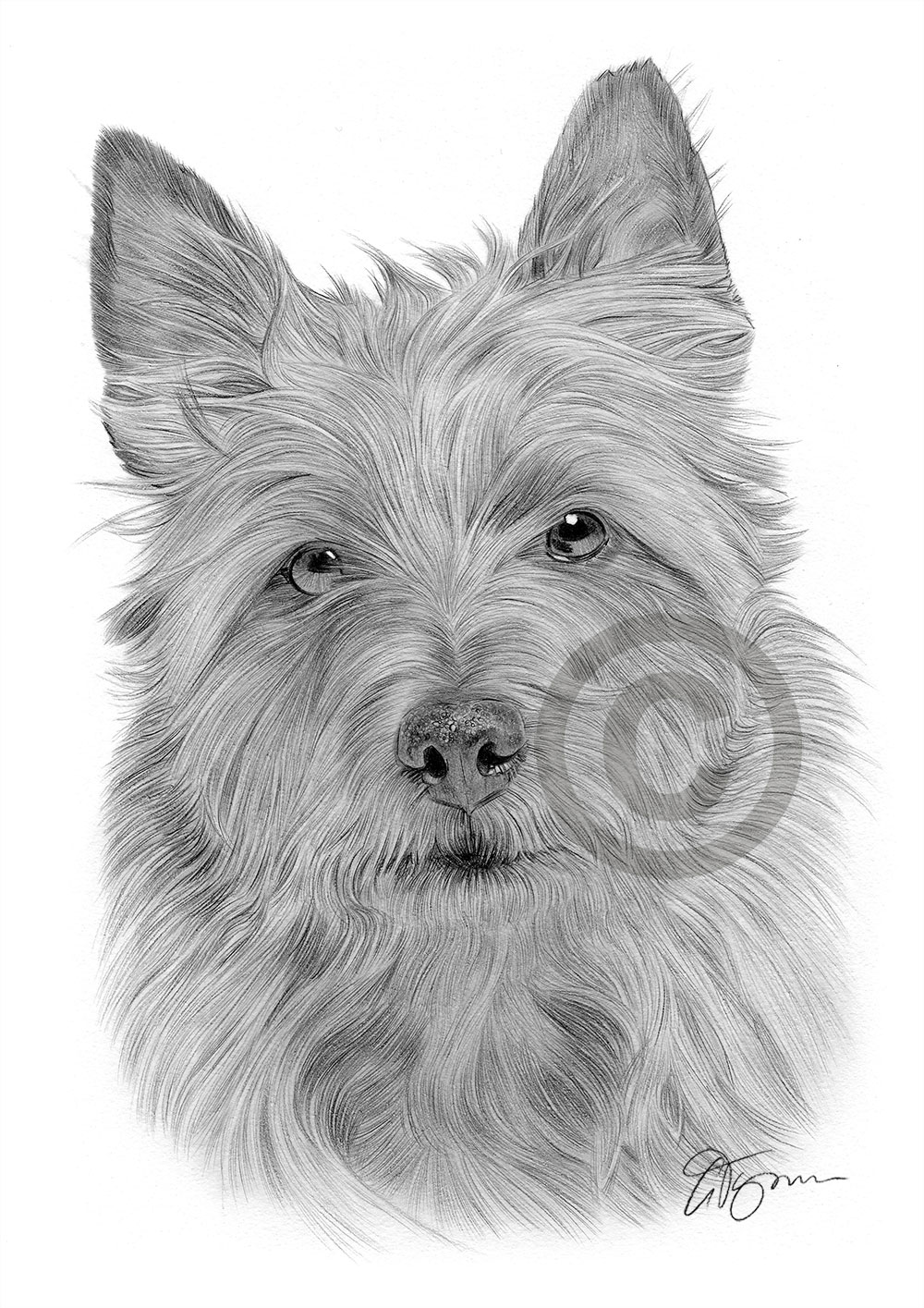 Pencil drawing of an Australian terrier by artist Gary Tymon