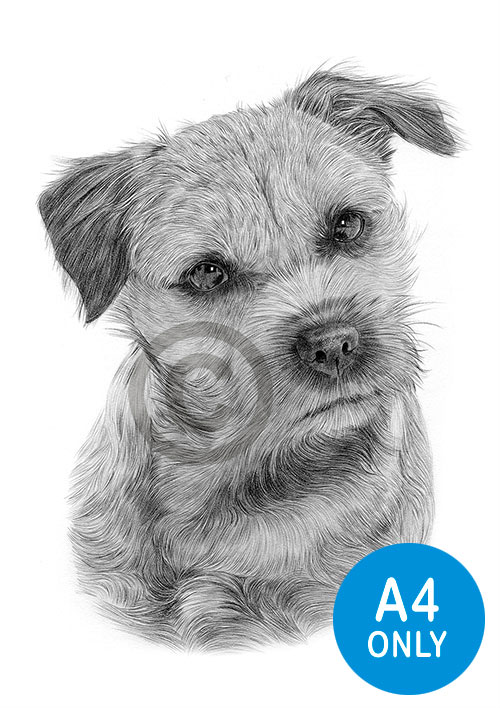Pencil drawing of a border terrier