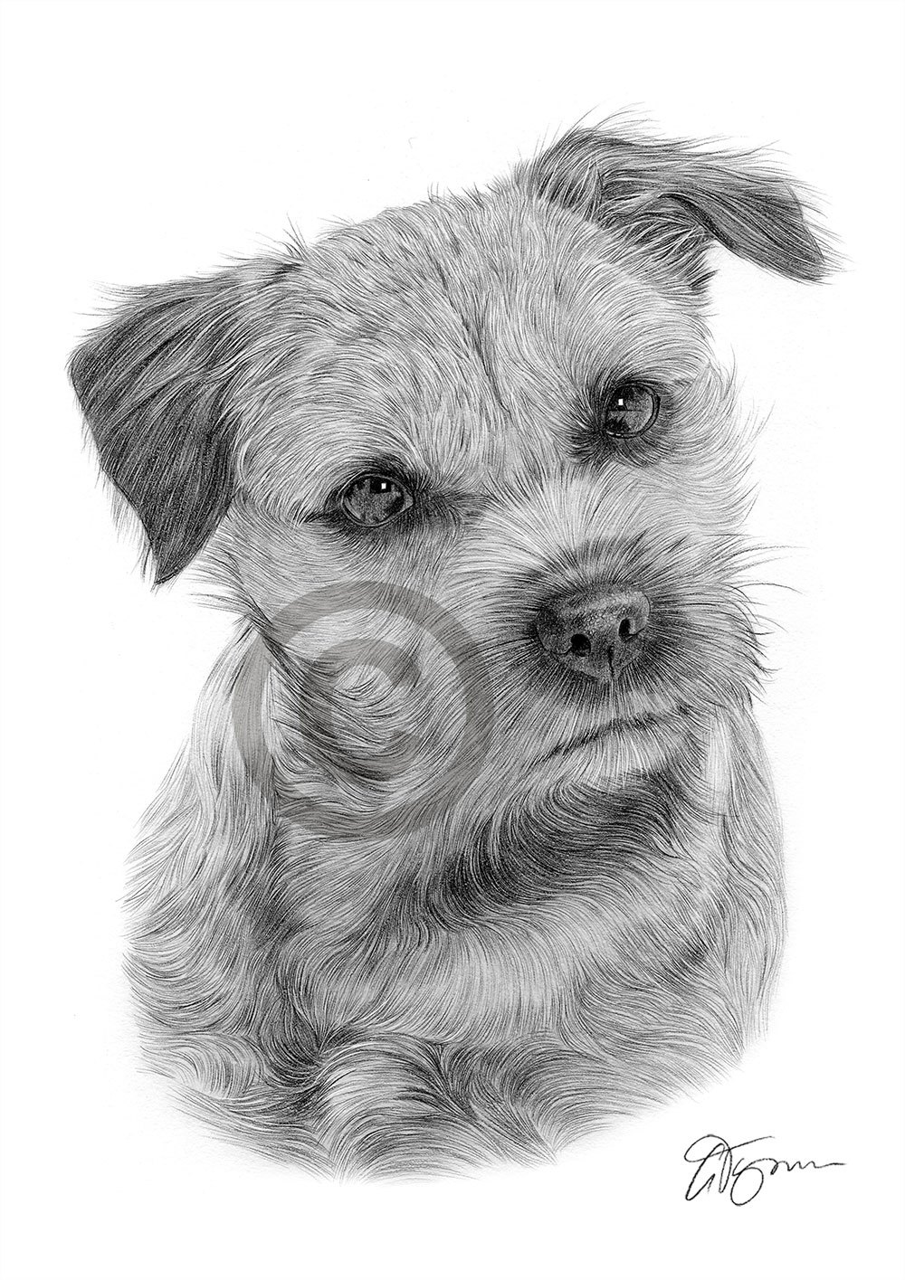 Pencil drawing of a border terrier by artist Gary Tymon