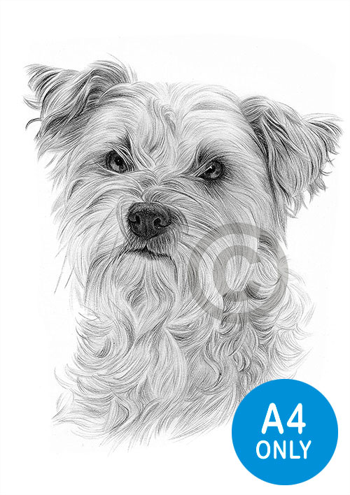 Pencil drawing of a cairn terrier