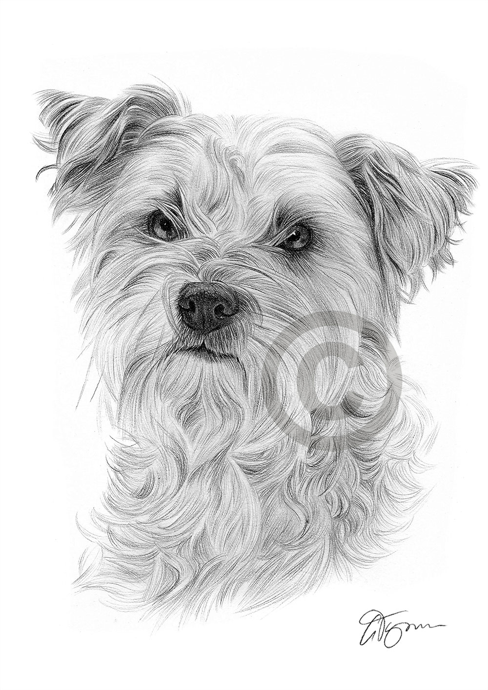 Pencil drawing of a cairn terrier by artist Gary Tymon