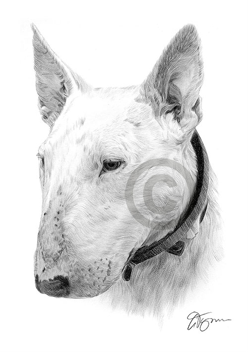 Pencil drawing of an english bull terrier