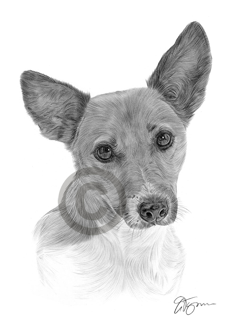 Pencil drawing of an adult jack russell terrier by artist Gary Tymon