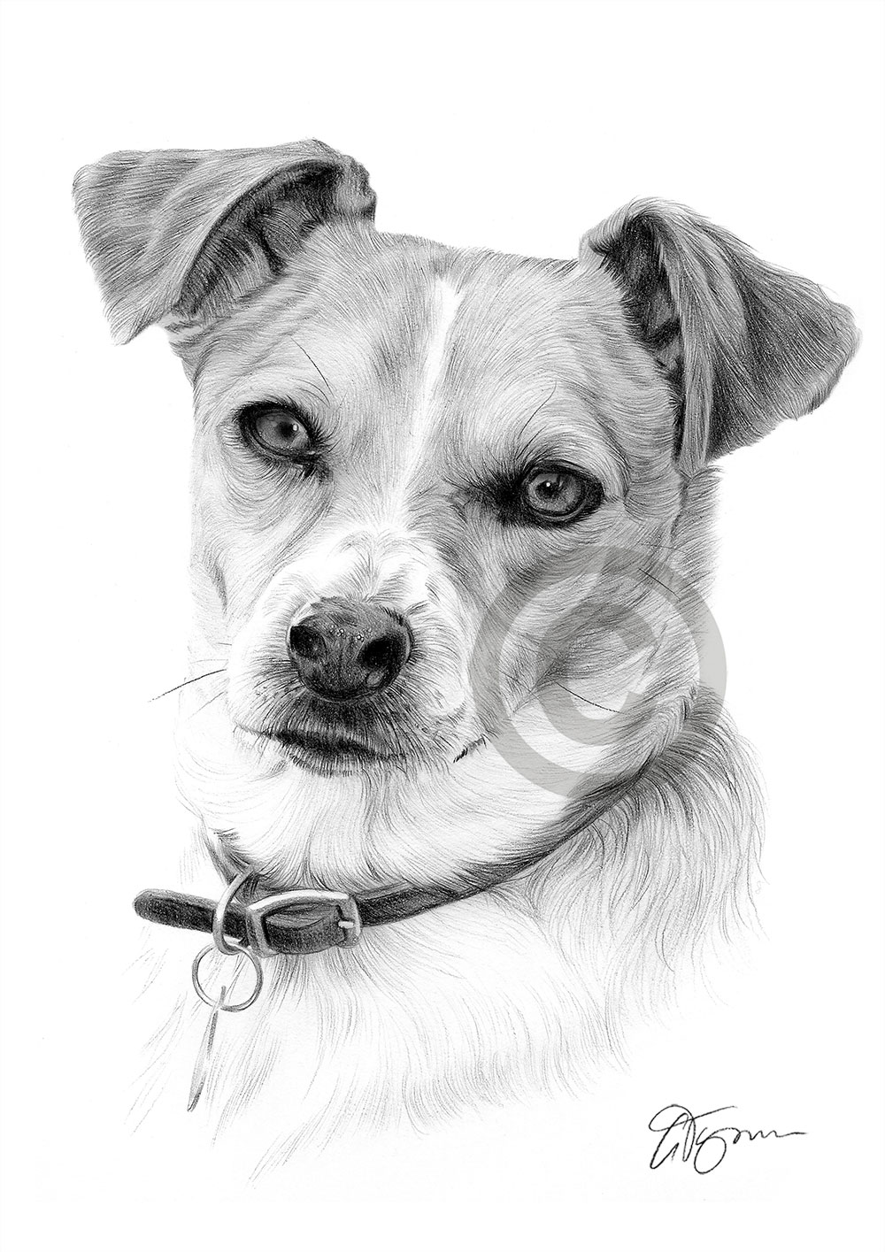 Pencil drawing of a jack russell terrier by artist Gary Tymon