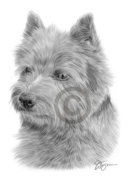 Pencil drawing of a Norwich terrier