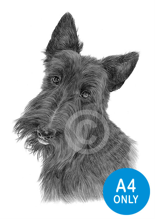 Pencil drawing of an adult scottish terrier