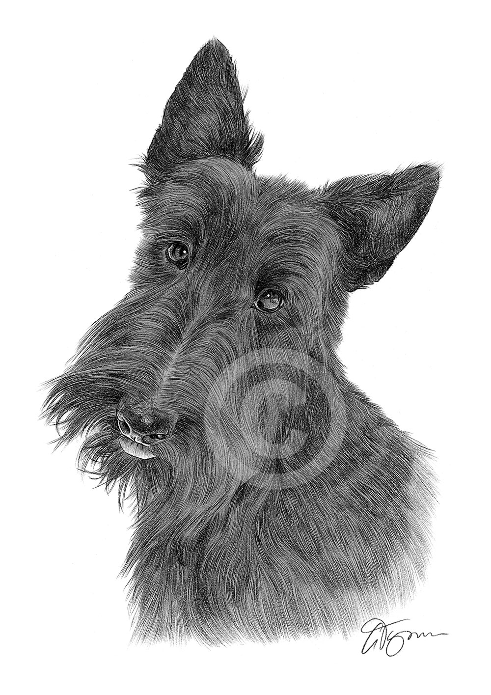 Pencil drawing of an adult Scottish terrier by artist Gary Tymon