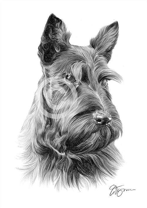 Pencil drawing of a scottish terrier