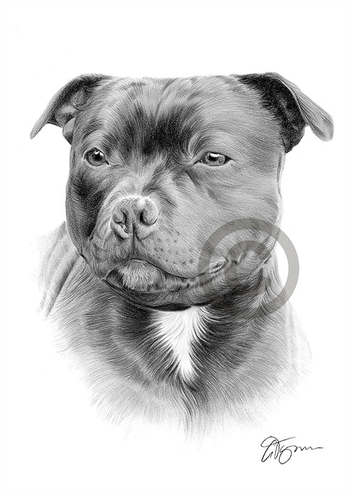 Pencil drawing of a staffordshire bull terrier